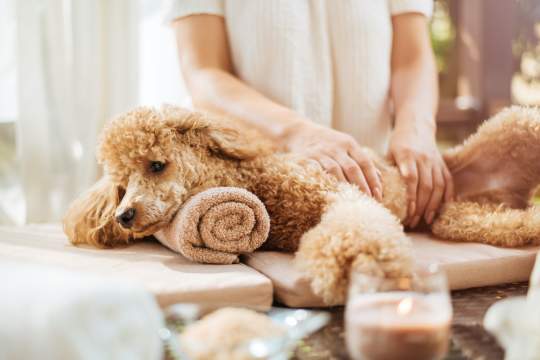 12 Things Your Dog Can Teach You About Taking The Ultimate Self-Care Day