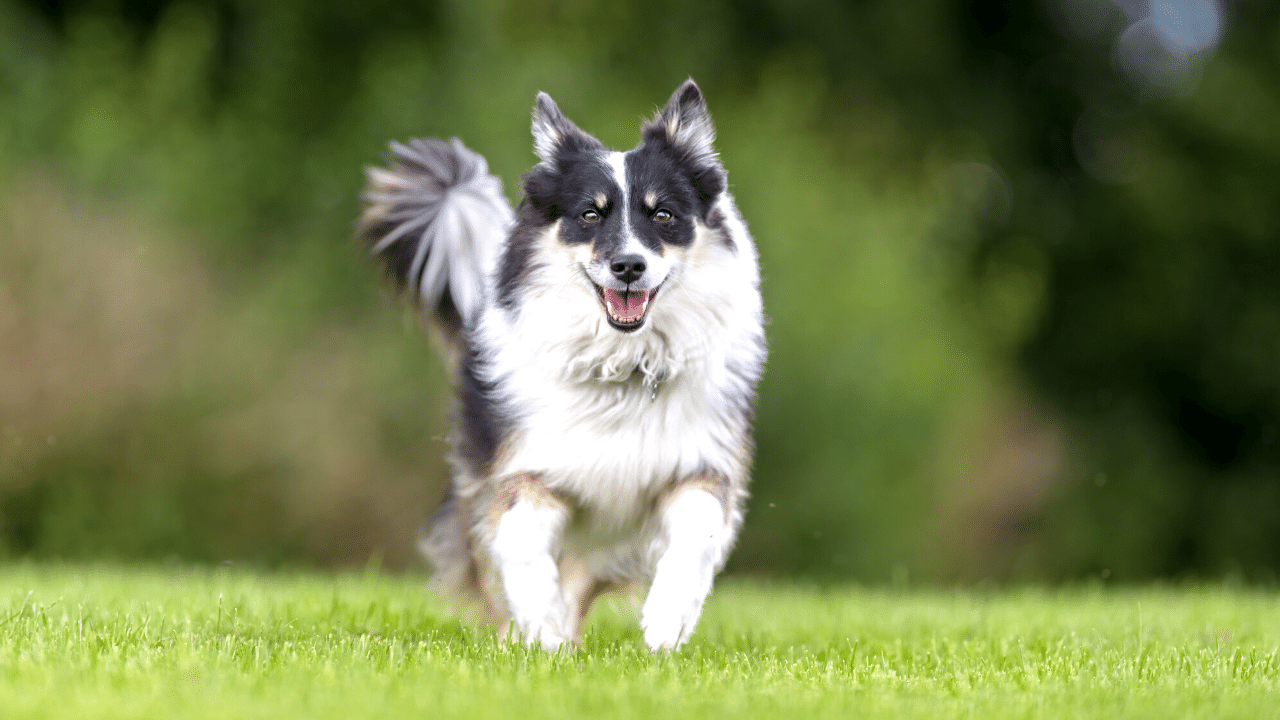 icelandic sheepdog - healthiest dog breeds
