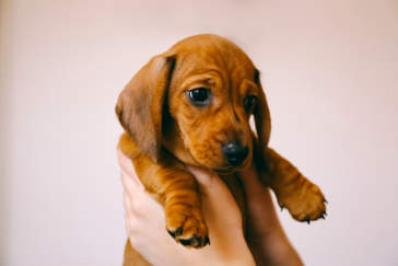 Canva - Portrait of a Dachshund Puppy