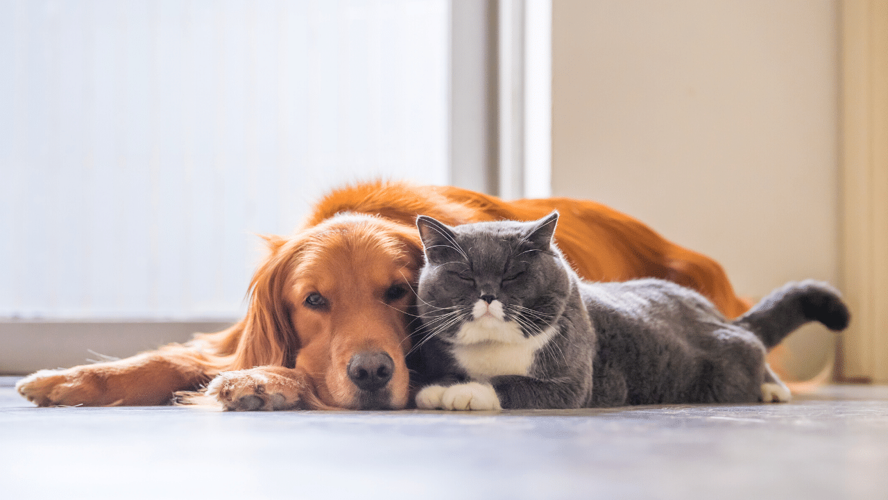 How To Say Goodbye To A Pet You Love