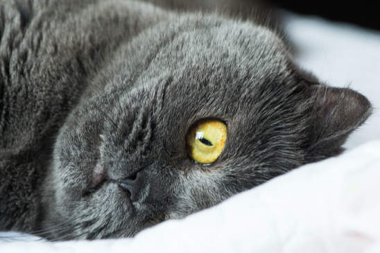Canva - Close Up Photo Of Black Cat