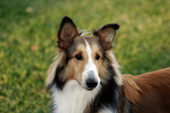 smartest dog breeds - shetland sheepdog - pawp