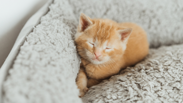 How Much Sleep Is Normal For Kittens?
