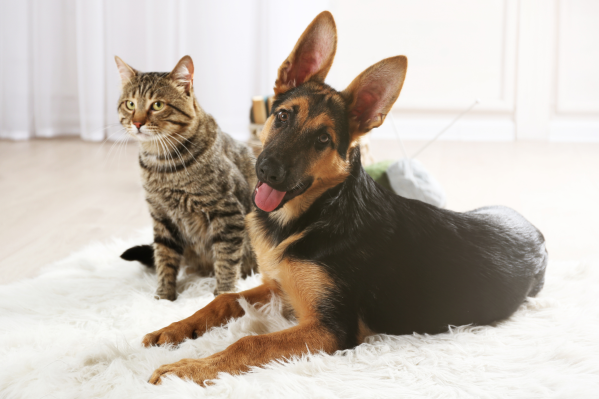 What Is Toxic To Cats & Dogs? A Comprehensive List