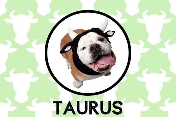 Taurus Dog Personality: What Being A Taurus Says About Your Dog