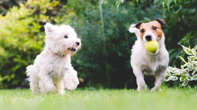 5 Ways To Boost Your Dog's Happiness