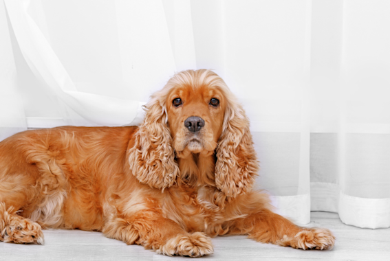 My dog ate sales a sandwich bag