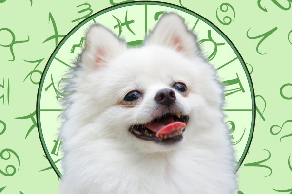 Your Dog's Weekly Horoscope 2020: April 20-26