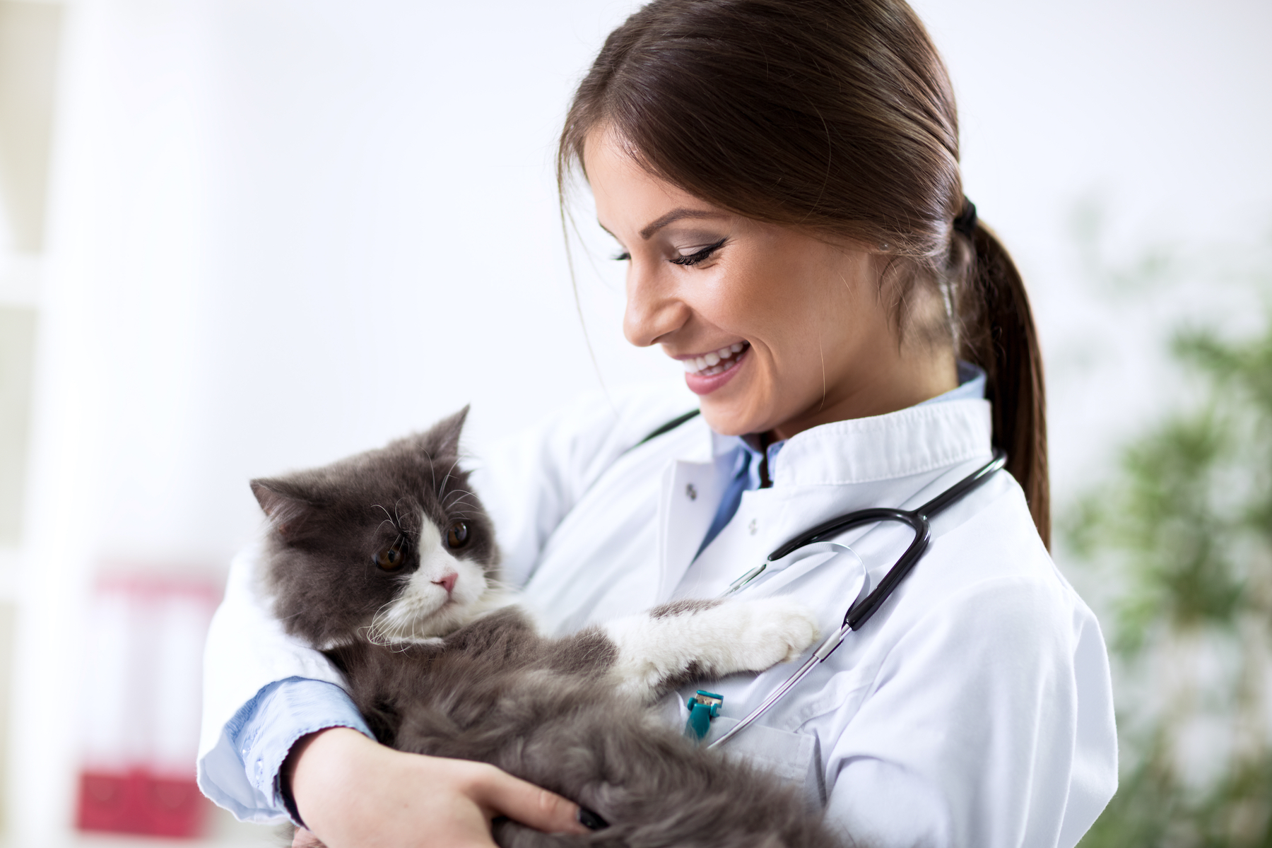 Pet Insurance The Questions You Need To Ask Before Pet Insurance The Questions You Need To Ask Before