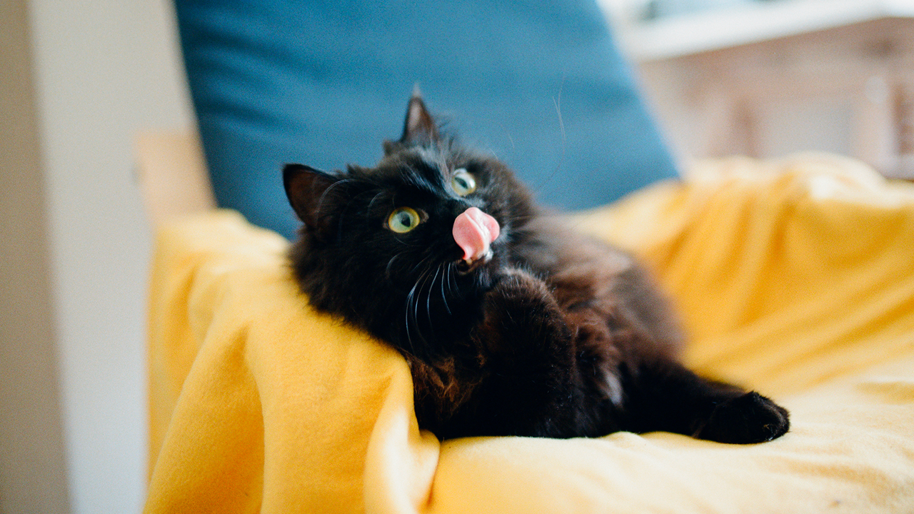 Why Does My Cat Lick Me?