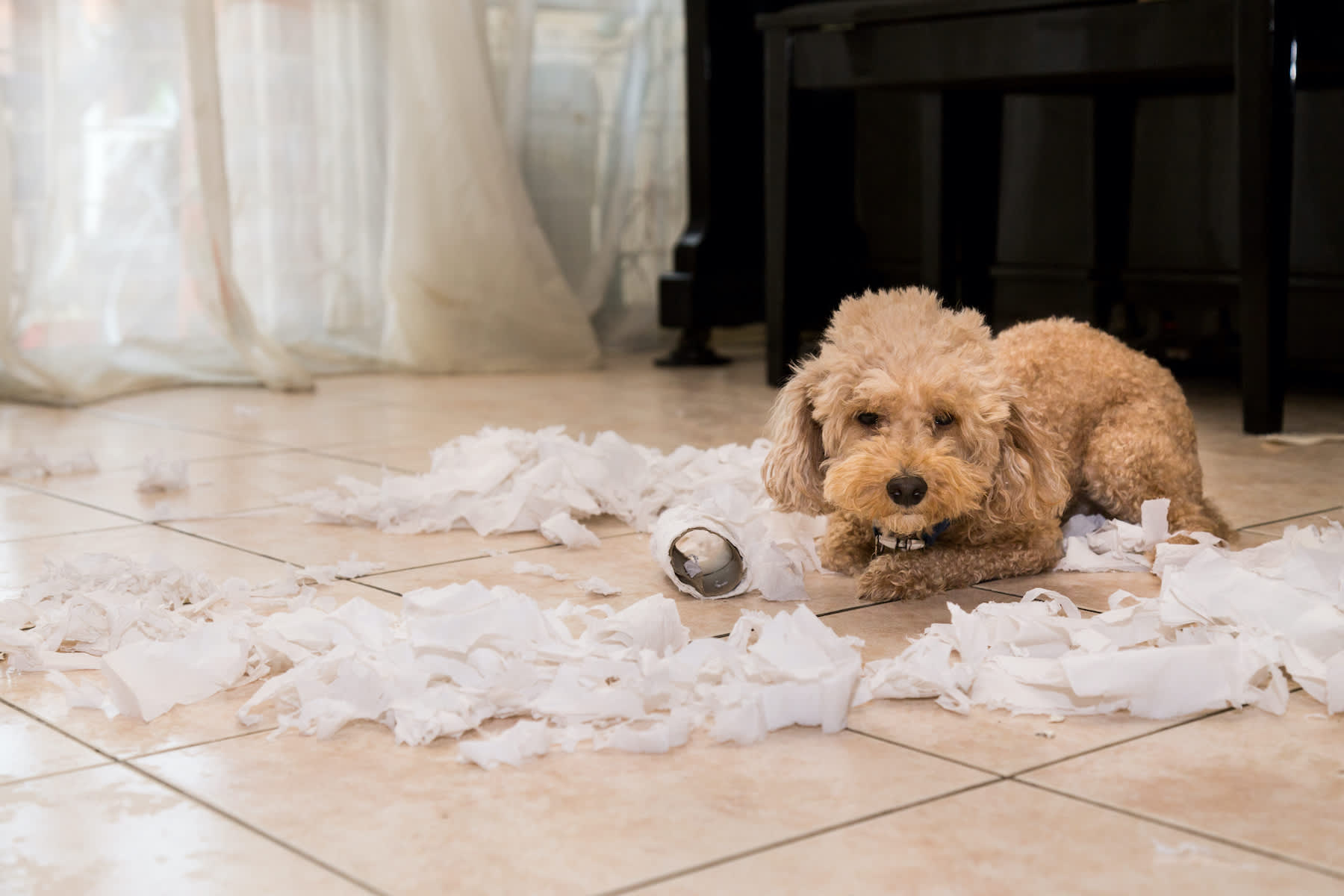 bored dog with ripped toilet paper