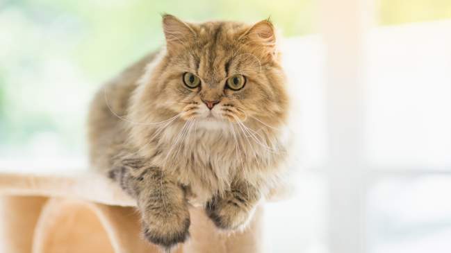 Best Cat Breeds