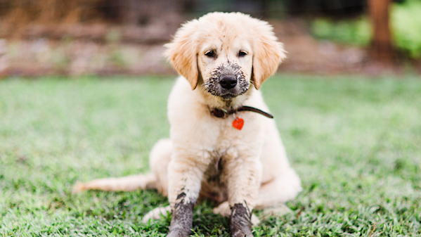 How To Get Your Dog To Stop Digging