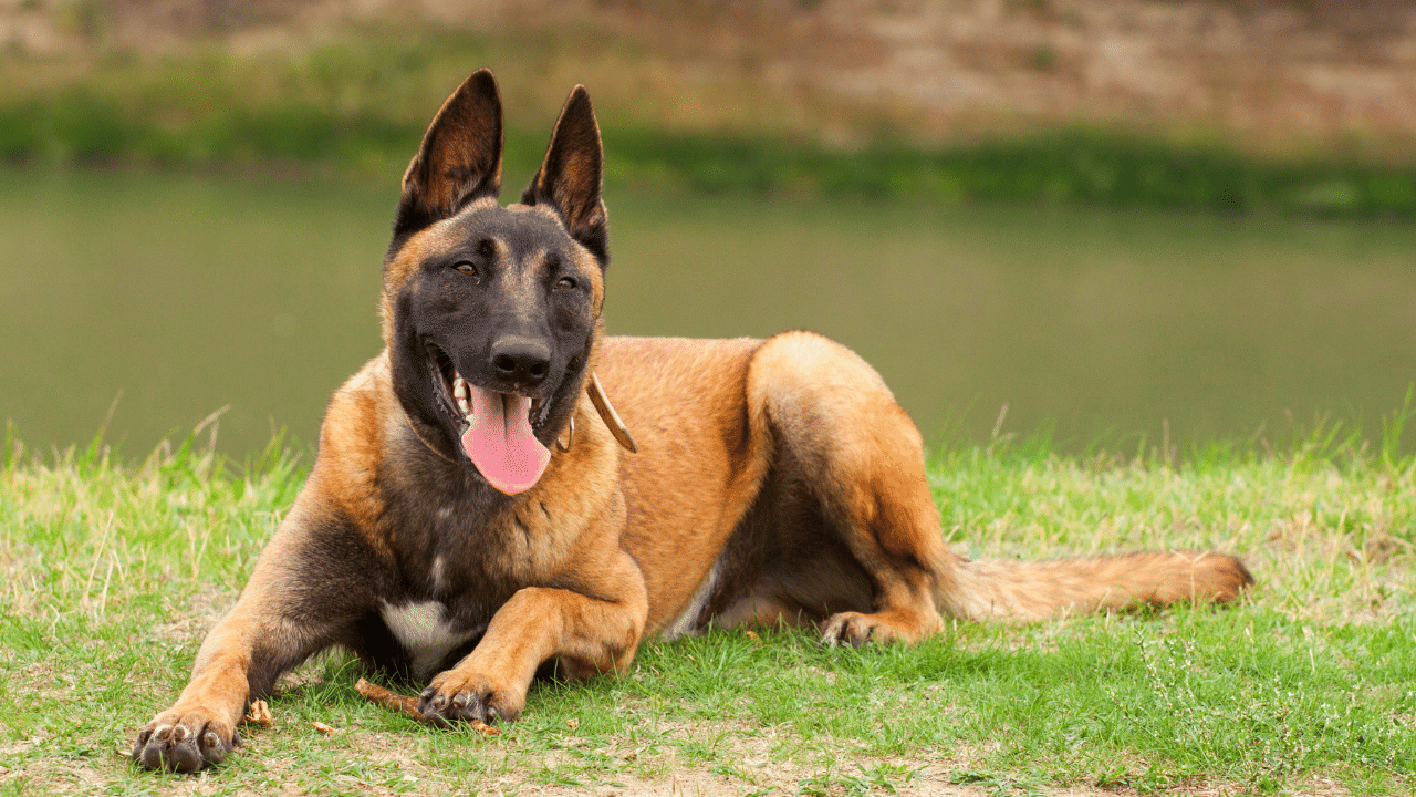 belgian malinois - healthiest dog breeds