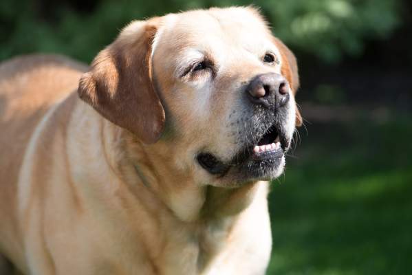 6 Ways To Care For Your Aging Dog