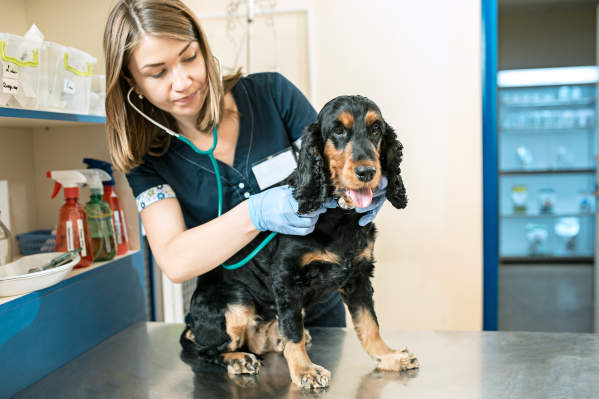 Dog Parasites: Signs, Treatment & Prevention