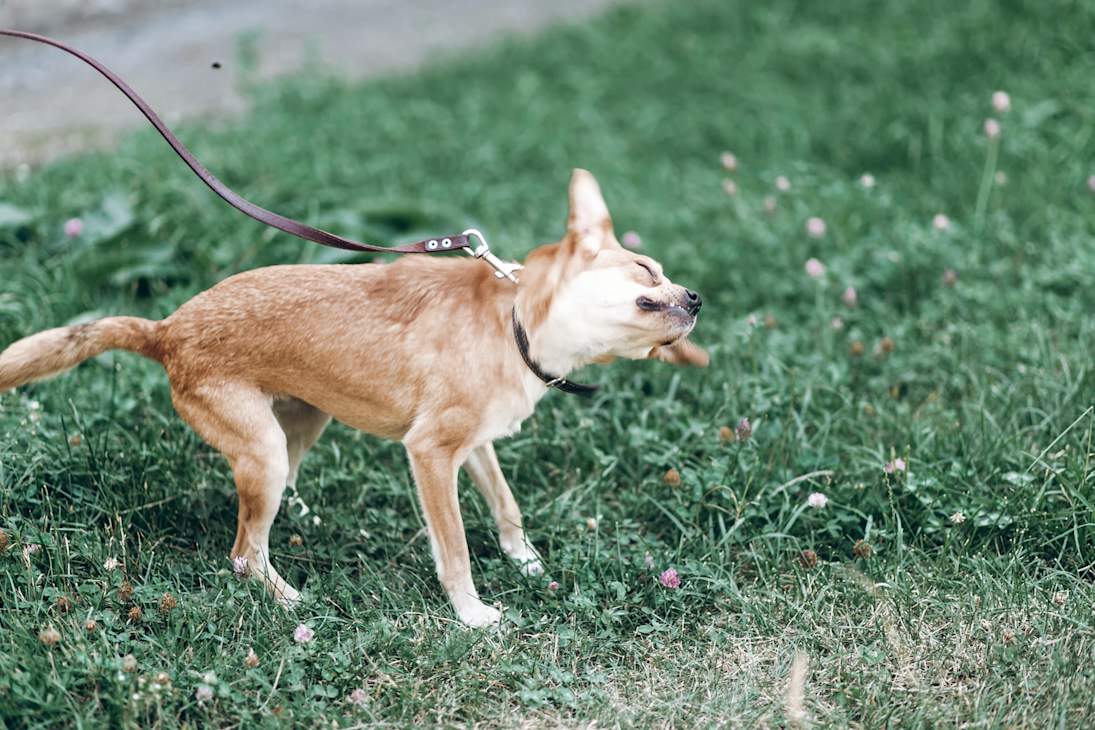 Is Your Dog Shaking? What Your Dog's Shivering Really Means For Their ...