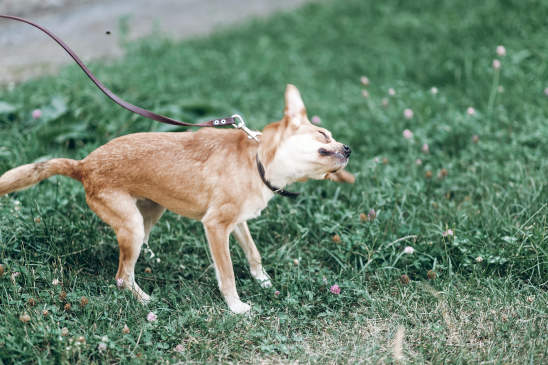 Canva - Cute dog shaking head because of itch, animal hygiene concept, happy brown dog on a leash acting crazy outdoors in a park
