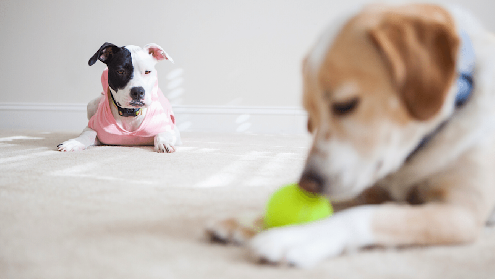 Do Dogs Get Jealous? Why It Happens & How To Help