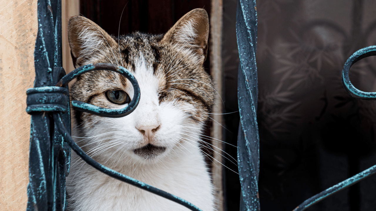 cat leading blind cat