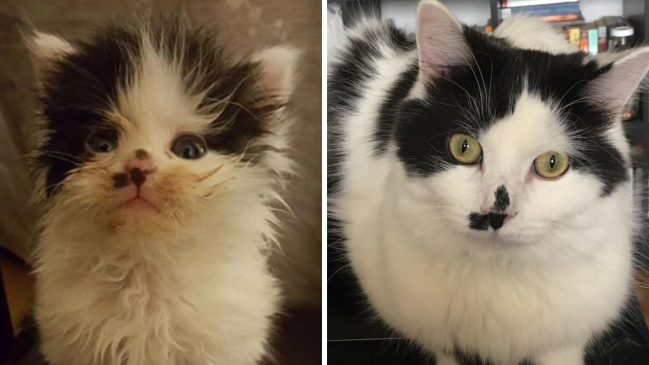 before and after adoption - cat 4