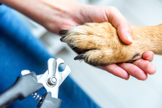 How To Trim Dog Nails Safely
