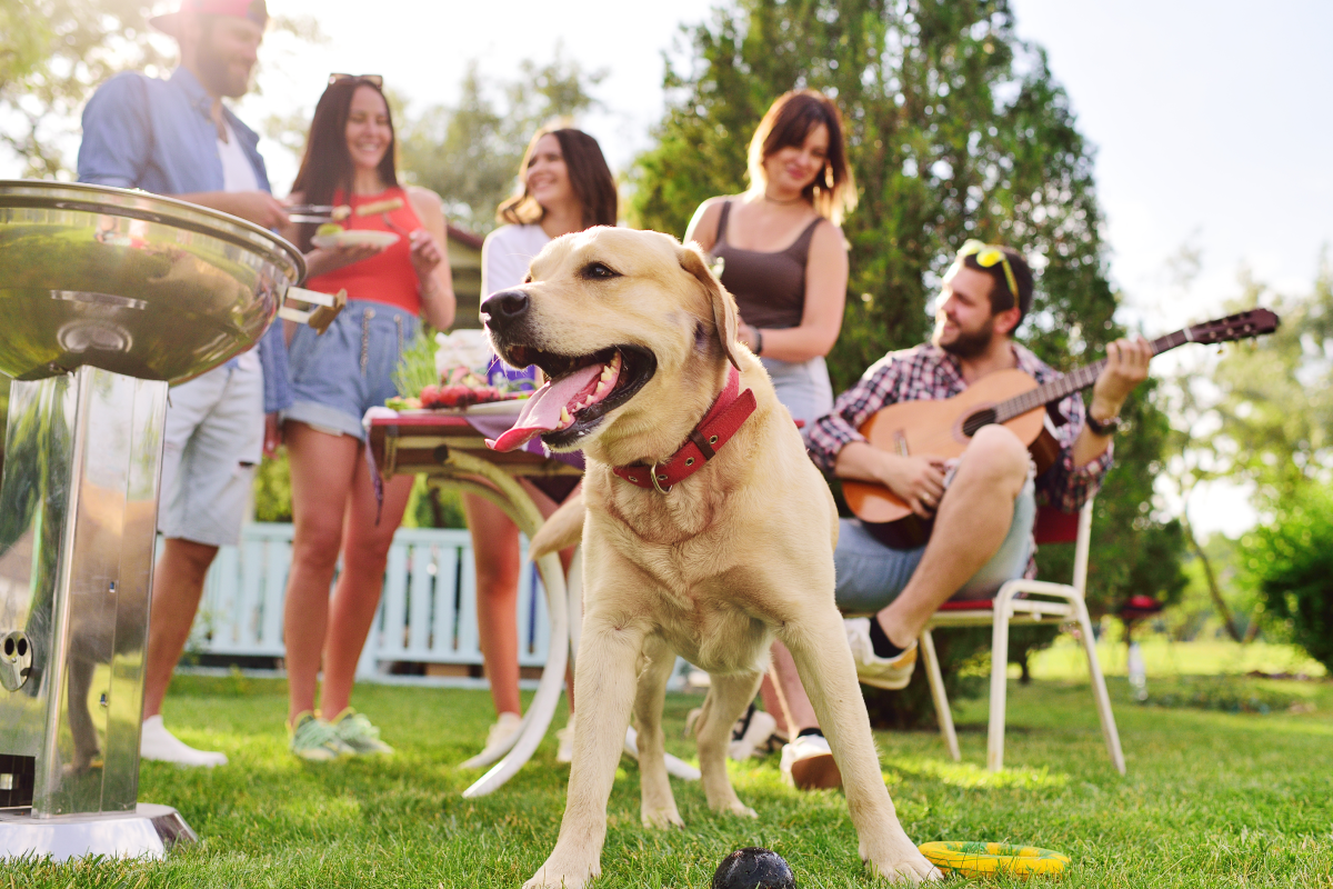 11 Toxic Foods Your Dog Should Avoid This Summer