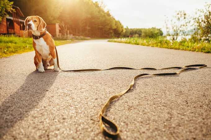 What Is A Microchip Should You Microchip Your Dog