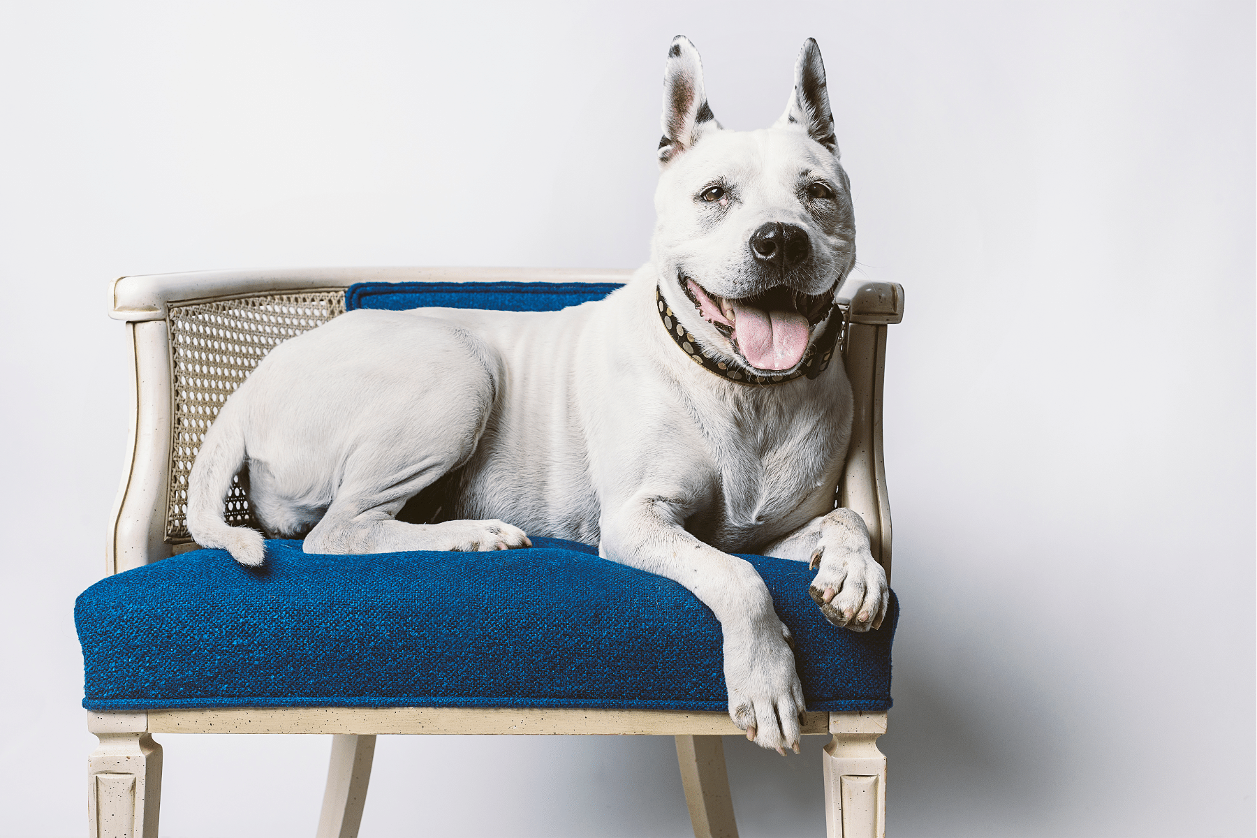 Hip Dysplasia In Dogs: Causes, Signs, Treatments & Prevention