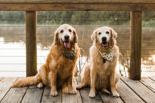 6 Common Golden Retriever Health Issues To Look Out For