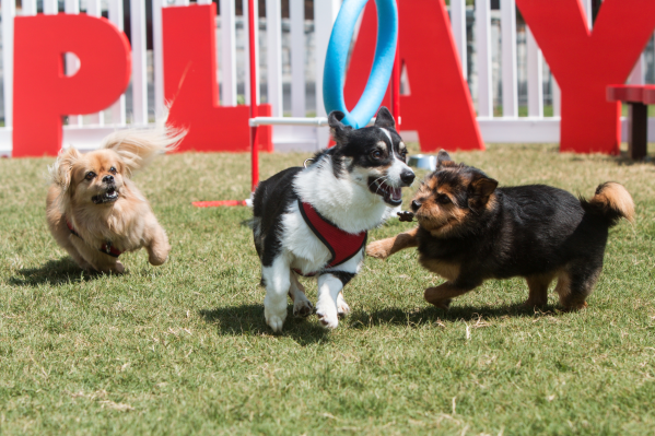 The Best Dog Boarding In Charlotte, NC