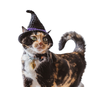 witch cat halloween costume