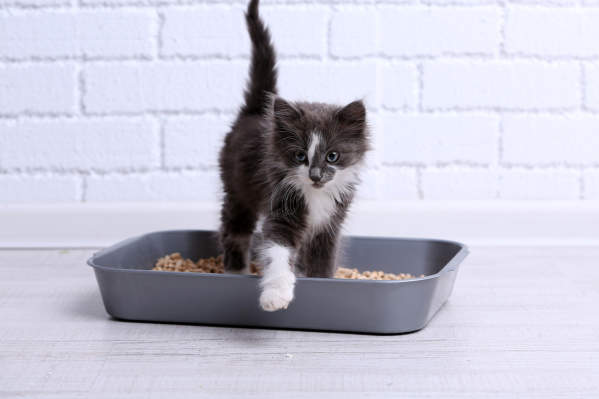 What To Do If Your New Kitten Has Diarrhea