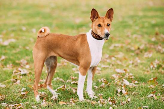 Canva - Basenji Kongo Terrier Dog. The Basenji Breed Of Hunting Dog