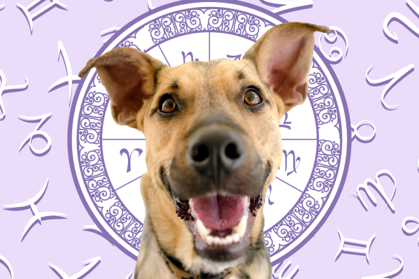 Your Dog's Weekly Horoscope 2020: August 3-9