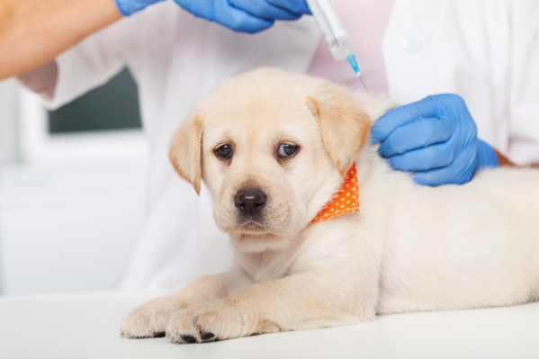 Where To Get Puppy Vaccinations Near Atlanta