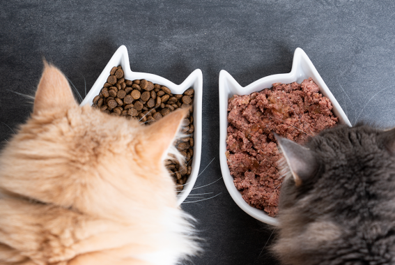 How Much Wet Food Should I Feed My Cat?
