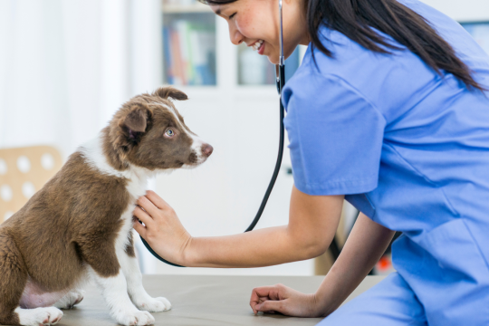 An Intro To Vaccines For Your Puppy Or Dog
