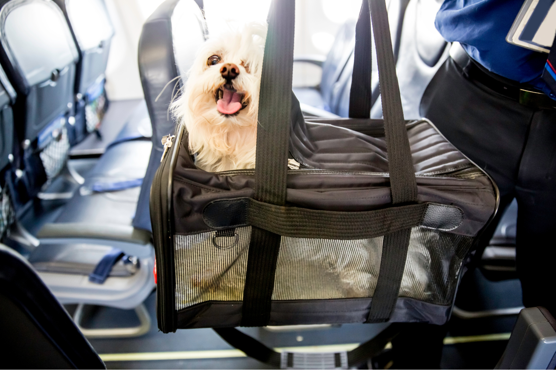 12 Best Airline-Approved Dog Carriers Of 2025