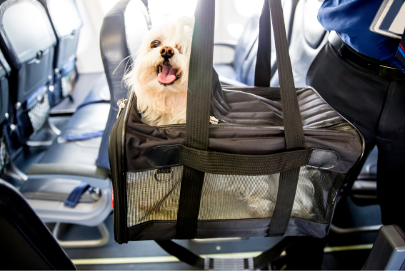 12 Best Airline-Approved Dog Carriers Of 2024