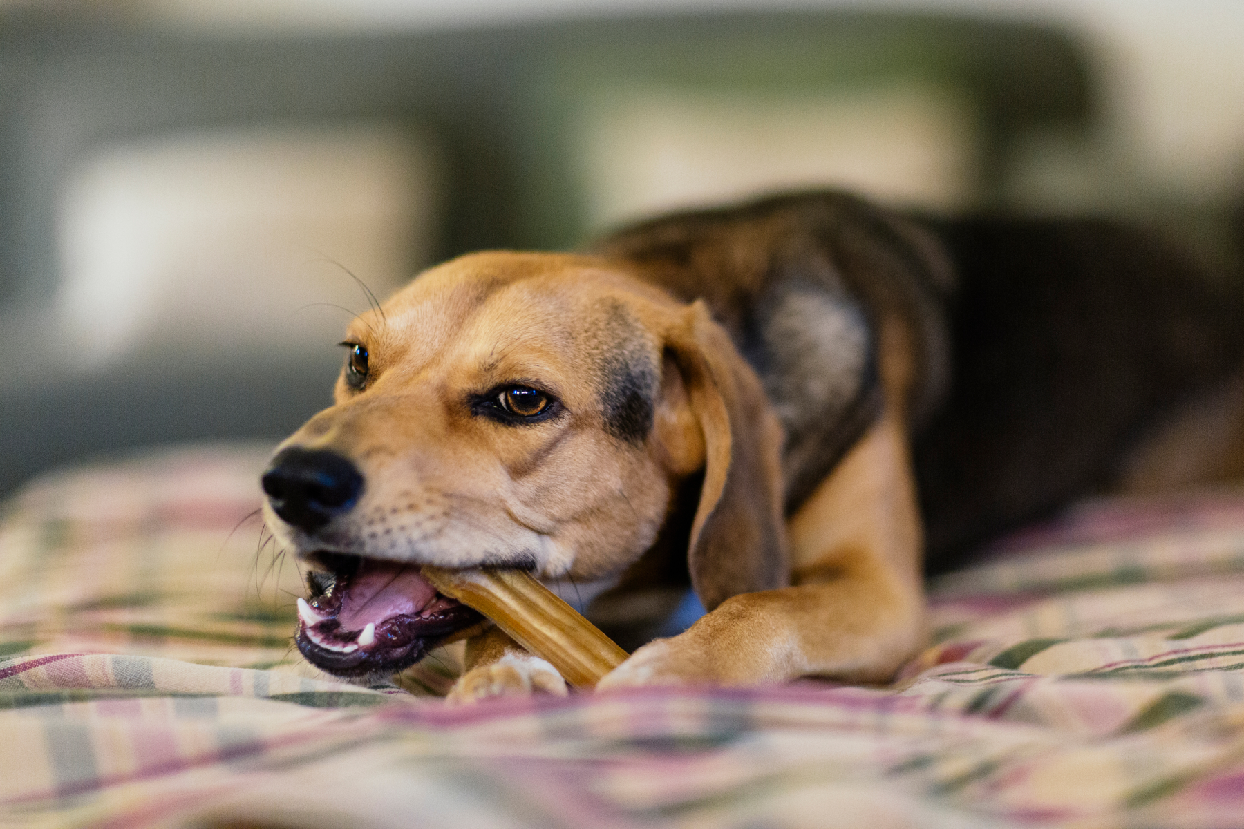 What To Do If Your Pet Is Choking