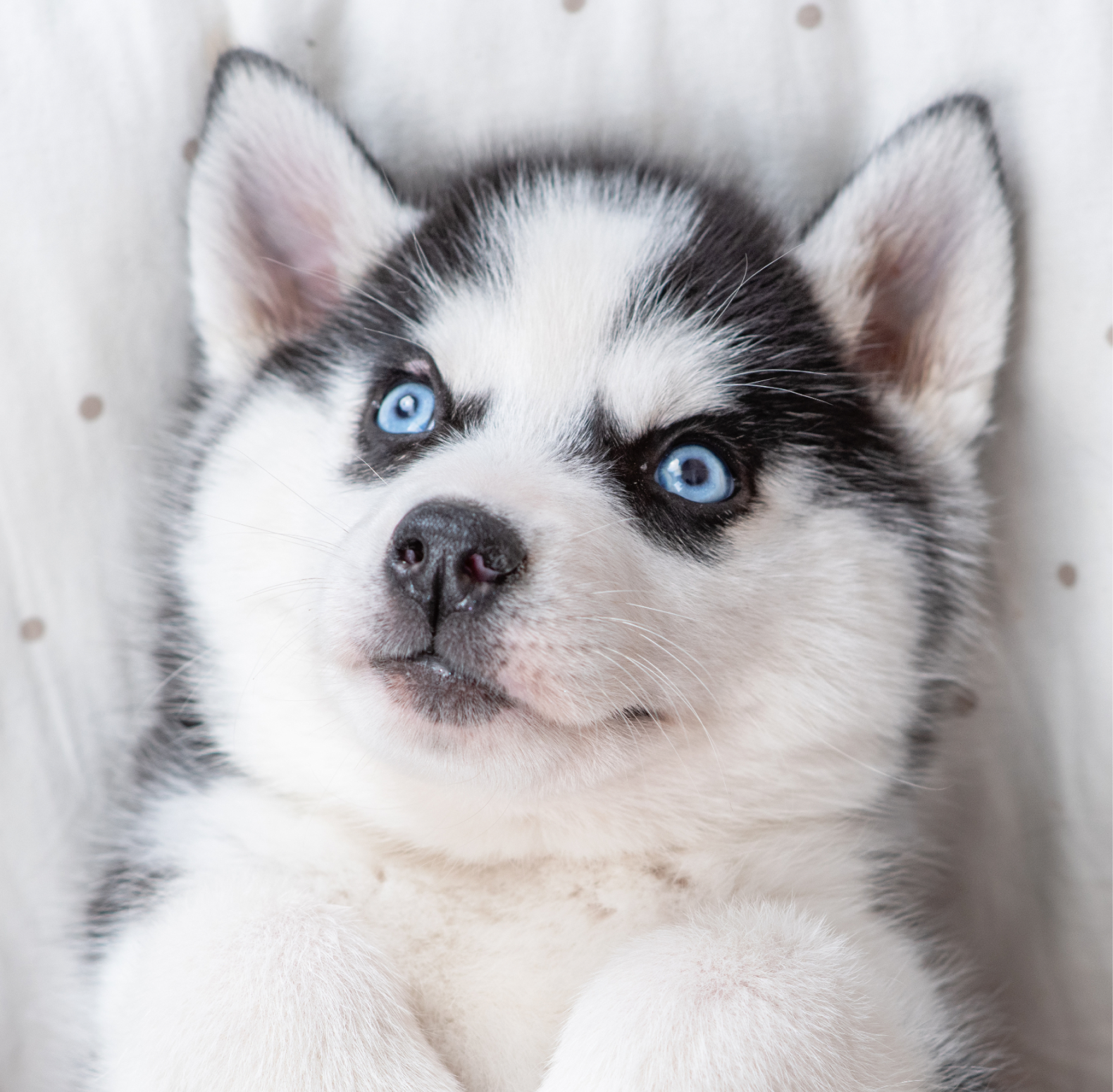 Puppy