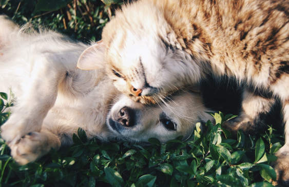 Canva - Orange Tabby Cat Beside Fawn Short-coated Puppy