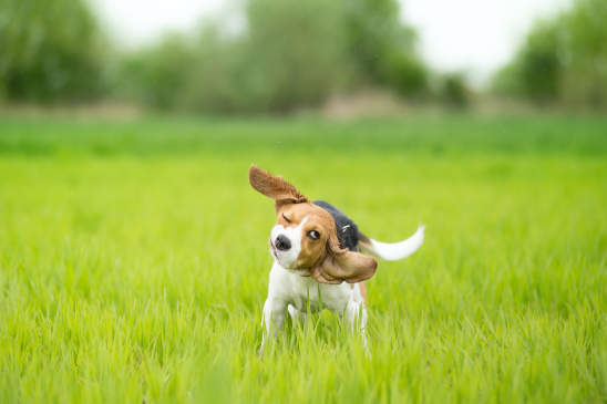 Canva - Beagle dog shaking his head