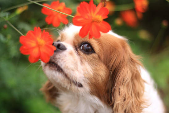 Canva - The dog of the smile and flowers