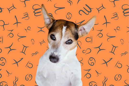 Your Dog's Weekly Horoscope 2020: December 30-January 5