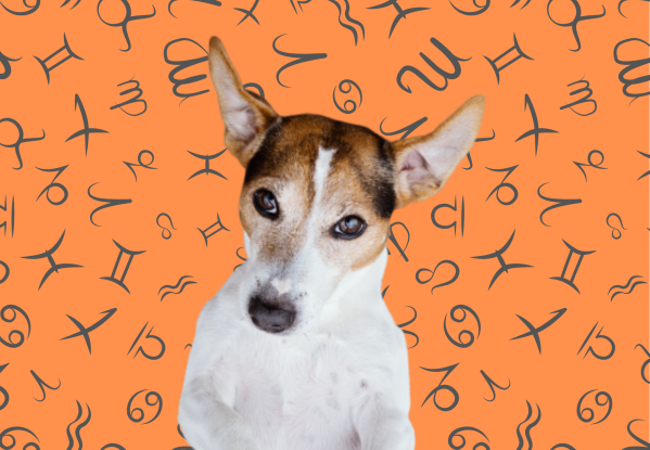 Your Dog's Weekly Horoscope 2020: December 30-January 5