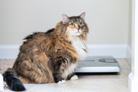 Is My Cat Overweight? How To Know If Your Cat Is At A Healthy Weight