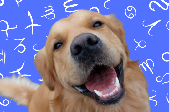 Your Dog's Weekly Horoscope 2020: January 6-12
