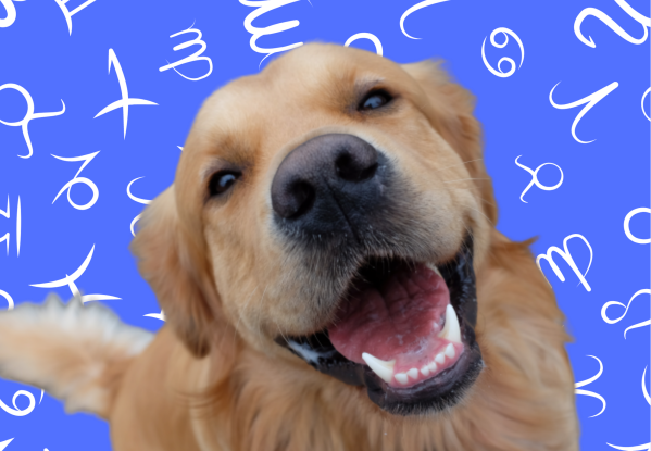 Your Dog's Weekly Horoscope 2020: January 6-12